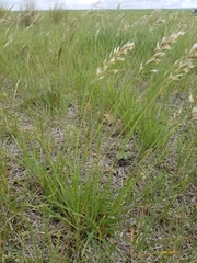 Danthonia intermedia