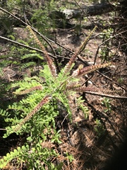 Amorpha herbacea herbacea