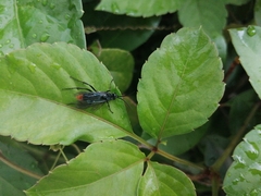 Tachypompilus analis