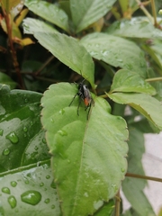 Tachypompilus analis