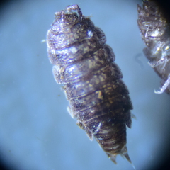Styloniscidae