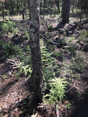 Amorpha herbacea herbacea
