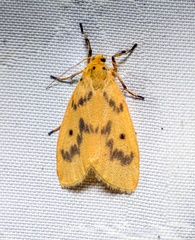 Miltochrista undulata