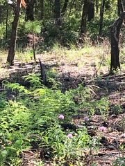 Amorpha herbacea herbacea