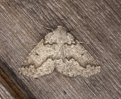 Sabulodes packardata