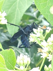 Pepsis menechma