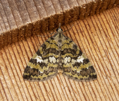 Hydriomena speciosata