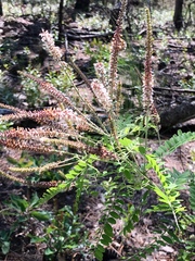 Amorpha herbacea herbacea