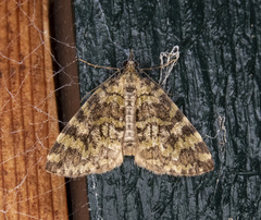 Hydriomena speciosata