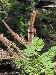 Amorpha herbacea herbacea