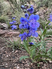 Penstemon virens