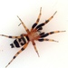 Arañas de Tierra - Photo (c) shespider, algunos derechos reservados (CC BY-NC), subido por shespider