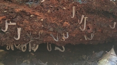 Artomyces nothofagi