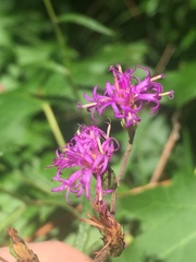 Vernonia texana