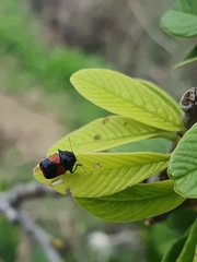 Griburius albilabris