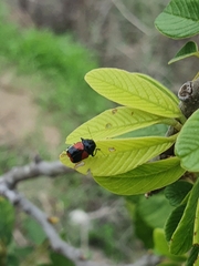 Griburius albilabris