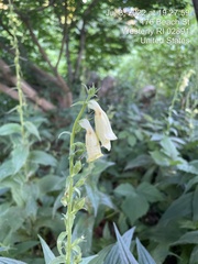 Campanula punctata