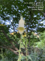 Campanula punctata
