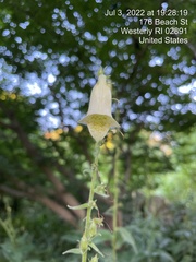 Campanula punctata