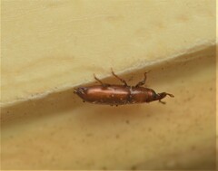 Micromimus corticalis