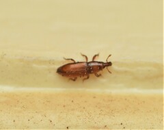 Micromimus corticalis