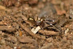 Phrurotimpus borealis