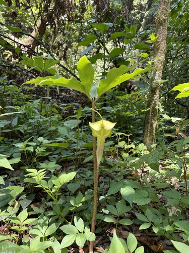 Arisaema macrospathum, photograph 3