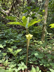 Arisaema macrospathum