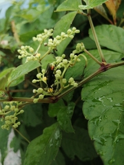 Tachypompilus analis