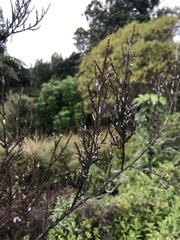 Paraferrisia podocarpi