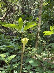 Arisaema macrospathum