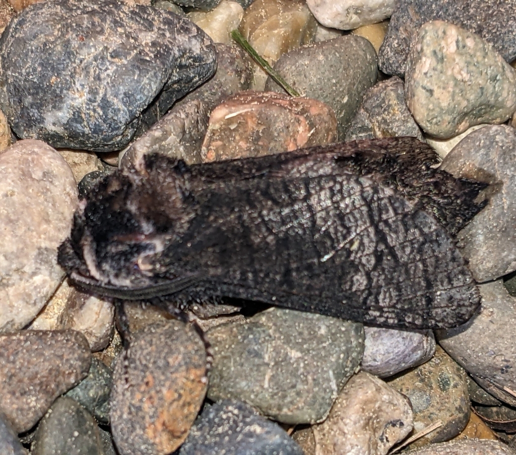Cossus centerensis