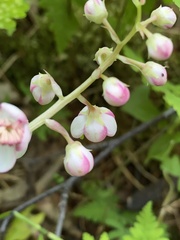 Pyrola grandiflora