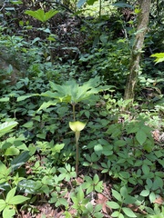 Arisaema macrospathum
