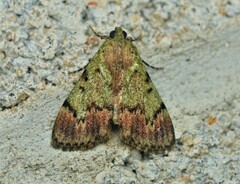 Epipaschia superatalis