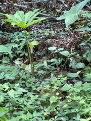 Arisaema macrospathum