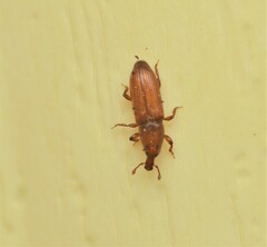 Micromimus corticalis