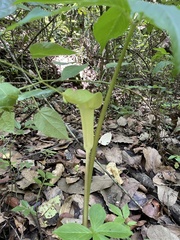 Arisaema macrospathum