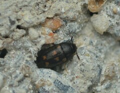 Mycetophagus serrulatus