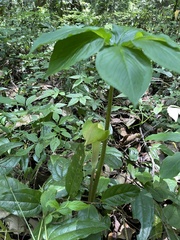 Arisaema macrospathum