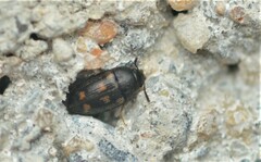 Mycetophagus serrulatus