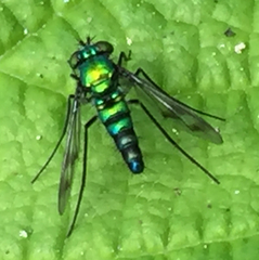 Condylostylus occidentalis