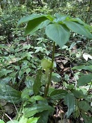 Arisaema macrospathum