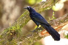 Great-tailed Grackle - Photo (c) Francesco Veronesi, some rights reserved (CC BY-NC-SA)
