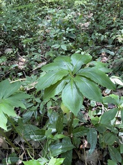 Arisaema macrospathum