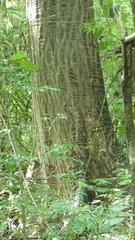 Pseudobombax septenatum