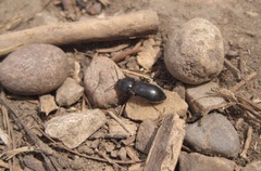 Selatosomus