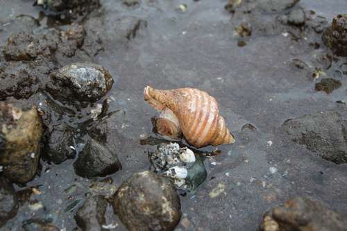Neptunea lyrata observed 2022-04-17