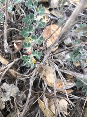 Acmispon heermannii orbicularis