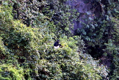 Trachypithecus delacouri